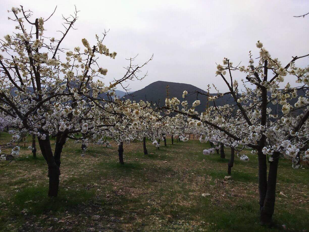 Cerezos en flor