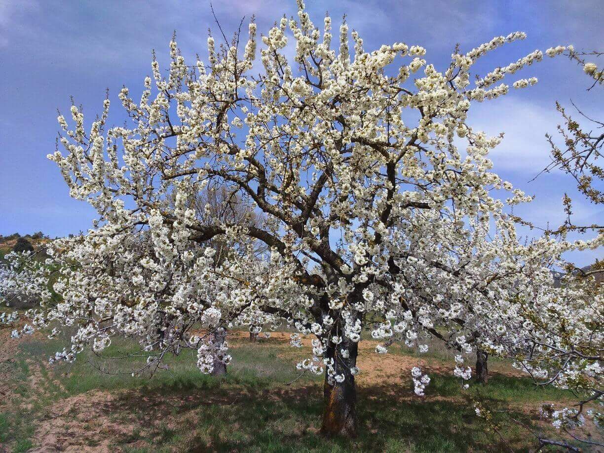 Cerezos en flor