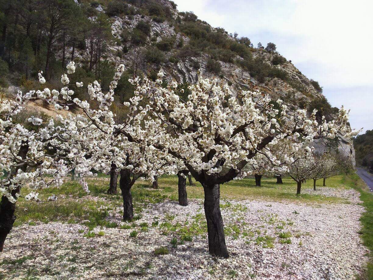 Cerezos en flor
